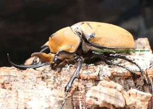 2017.6/25 新着WILD 世界最高峰・南米ベネズエラ便 最高峰!! イイジマ