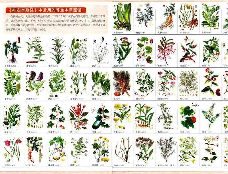 図解神農本草経 釈文と解釈付き絵本 中国語版書籍/图解神农