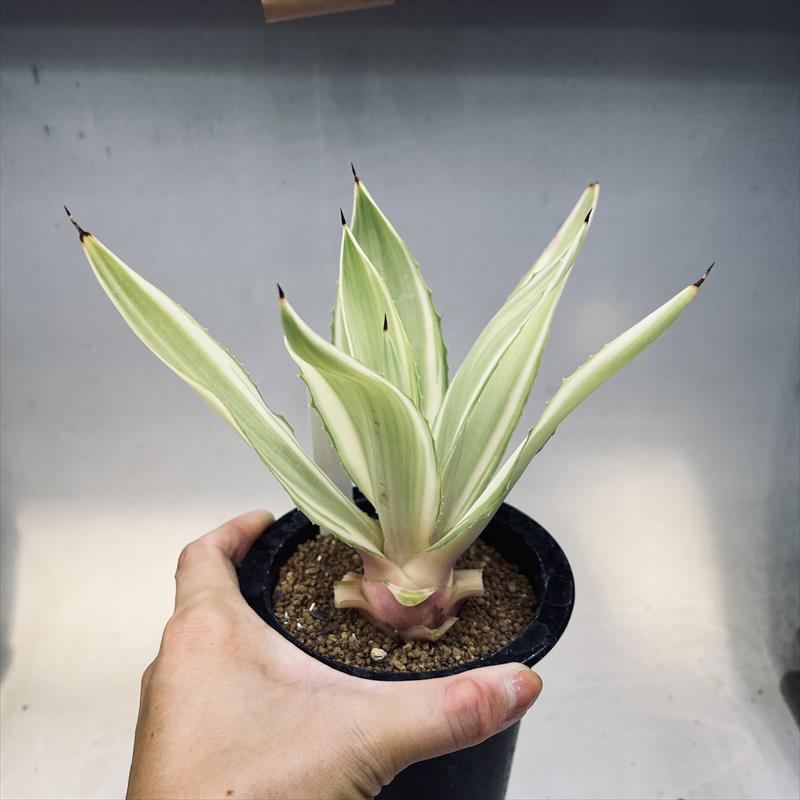 多肉植物：アガベ メリデンシス錦 ジョーホーク*M 幅20cm | サボテン