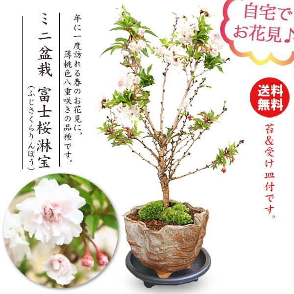 ミニ盆栽 ：富士桜淋宝（信楽花型小鉢）*苔と受け皿付き【送料無料