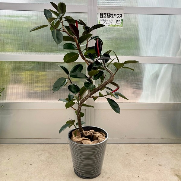 おしゃれ 観葉植物：フィカス バーガンディ 鉢カバー*麻布付 現品 2箱