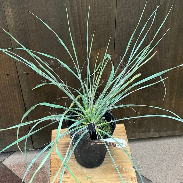 おしゃれ 観葉植物 苗：ユッカ エラータ*4号 Yucca elata | 観葉植物