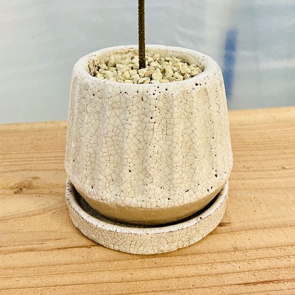 おしゃれ 観葉植物：エバーフレッシュ 鉢植え 受皿付*ネムノキ