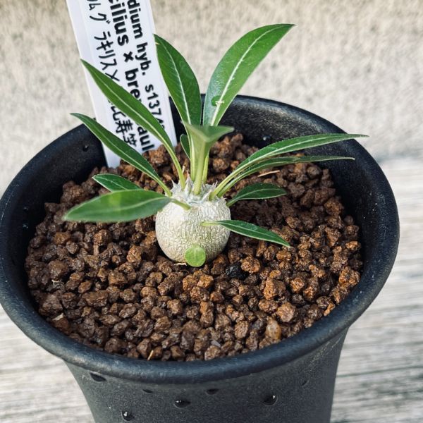 コーデックス：パキポディウム グラキリス×恵比寿笑い 実生*S 塊根幅