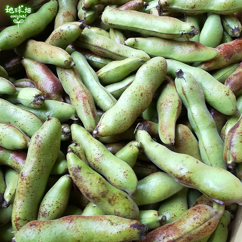 そらまめ 2kg 冷蔵便 空豆 そら豆 発送期間4月～5月 | 箱売り野菜