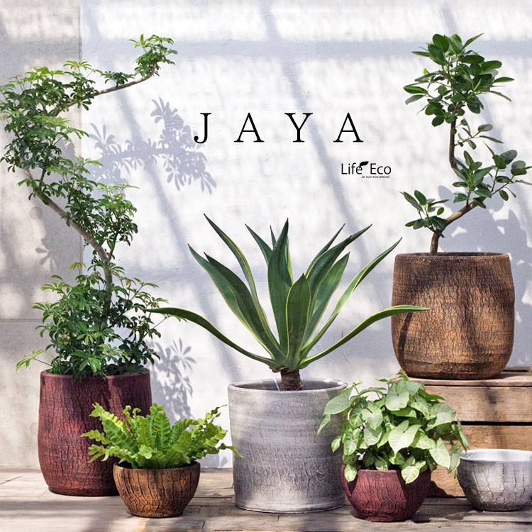 ytyf 鉢 【公式通販】