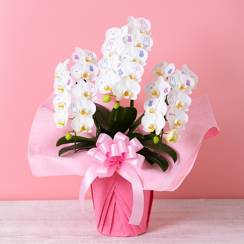 直送商品E】Flower Miffy ミディ化粧蘭 3本立 おかお | 企業様向け