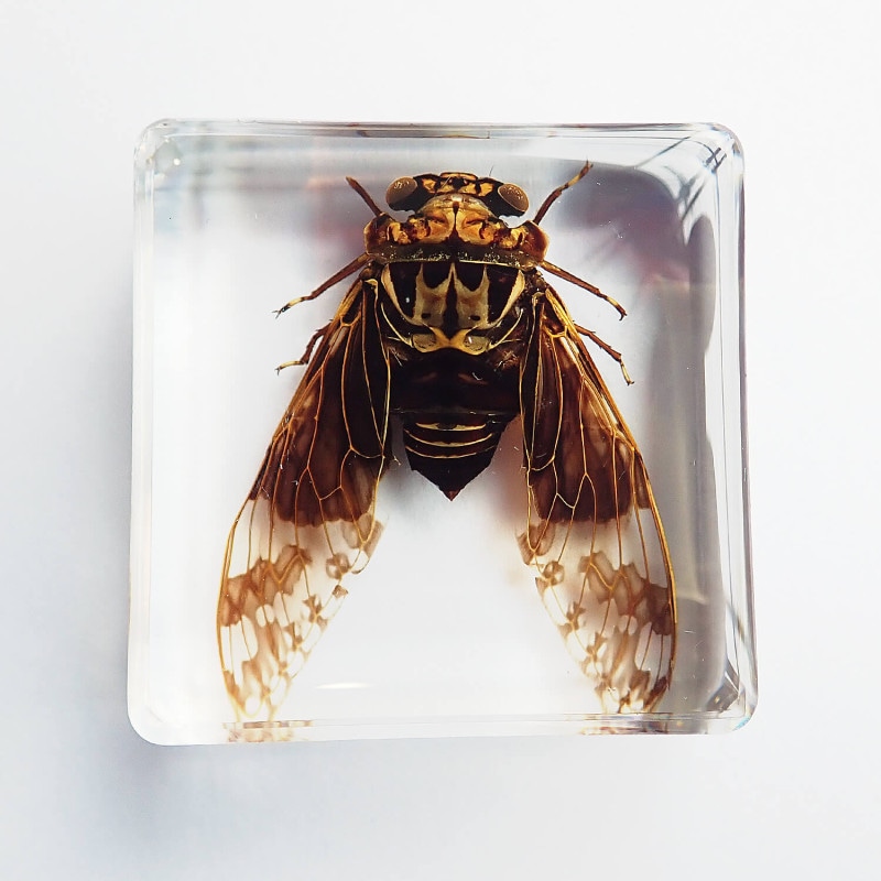 昆虫食 樹脂標本 Golden Cicada（セミ） | 昆虫食(標本)の通販 なら
