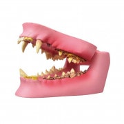 頬粘膜ボックス フルカバー