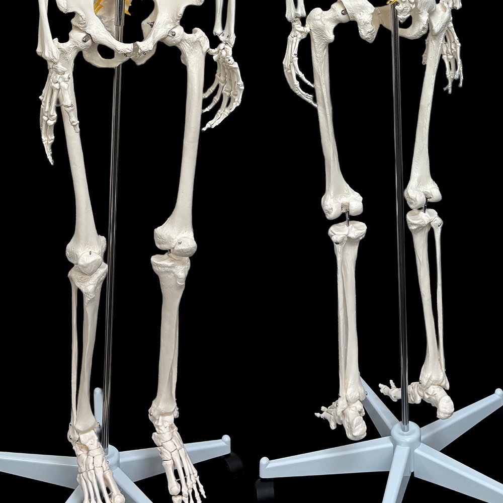 人体模型 骨格模型 等身大 全長177cm 骨格標本 人体骨格模型 吊り下げ