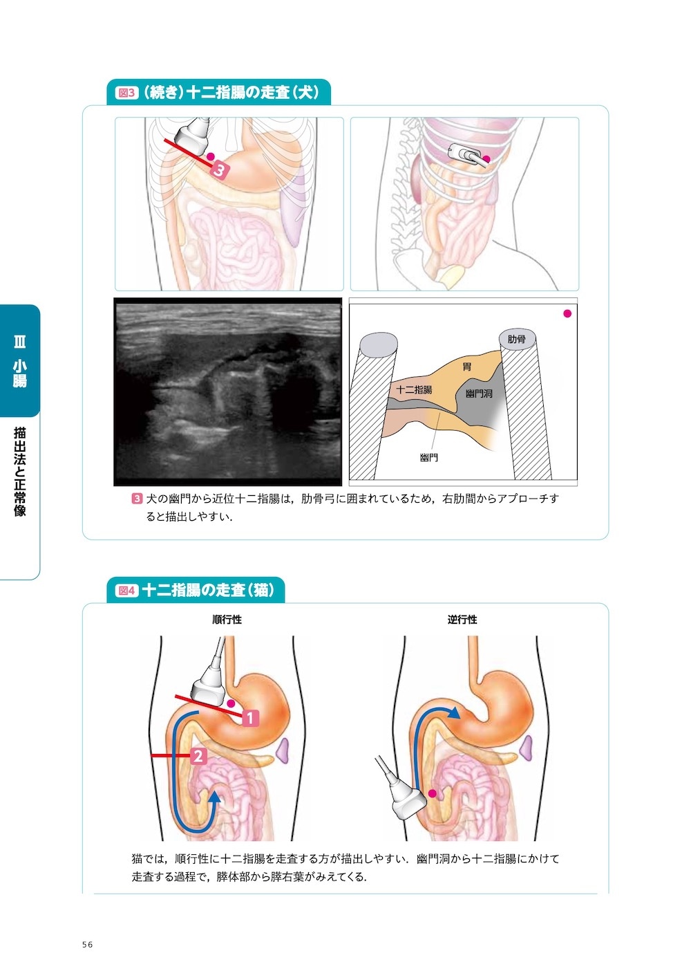 画像とシェーマで学ぶ犬と猫の超音波 Vol.2 腹部 上巻 | 臨床獣医学