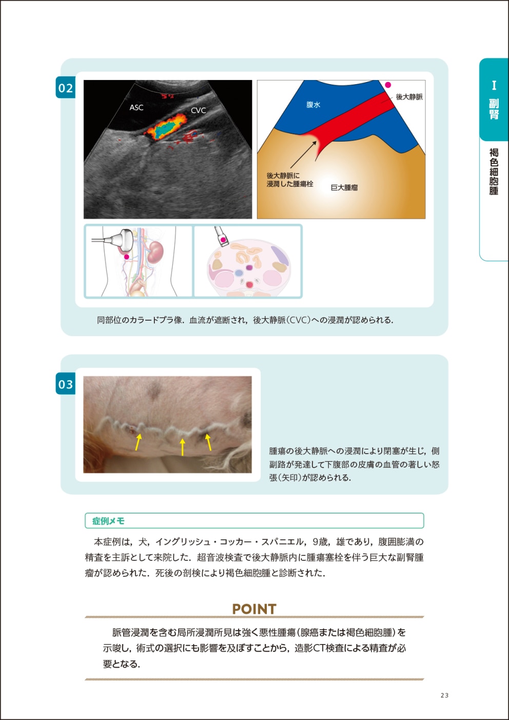 画像とシェーマで学ぶ犬と猫の超音波 Vol.3 腹部 下巻 | 臨床獣医学