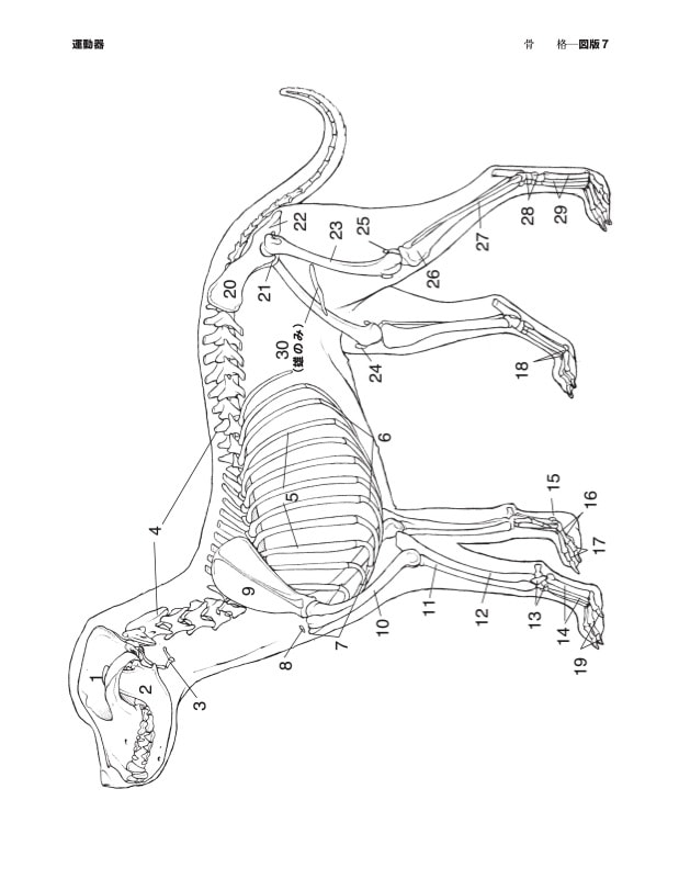 犬の解剖カラーリングアトラス | 基礎獣医学,解剖・組織学 | 株式会社