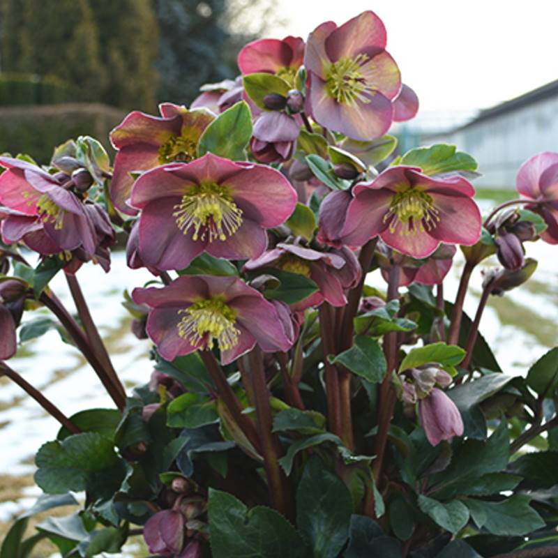 クリスマスローズ 氷の薔薇 4.5号 コルヴィーナ｜山野04-PA | 草花