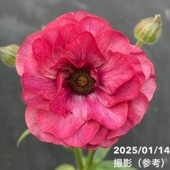 シンビジューム アーチ 7号陶器鉢 4本立 リトルガール スペースシティ