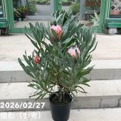 クレマチス アーマンディ系 アップルブロッサム 5号｜草花10-TU | 草花