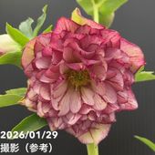 お買い得一点物咲き進み株】加藤農園 クリスマスローズ アンティーク