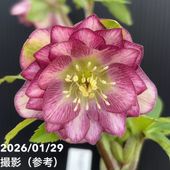 一点物】加藤農園 クリスマスローズ モーリー 4.5号（KT39）｜山野04