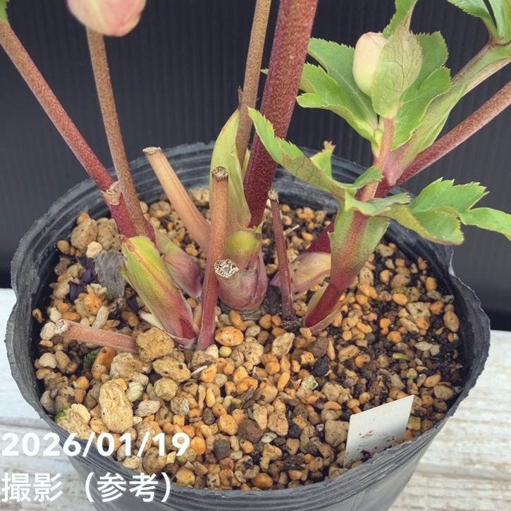 一点物】加藤農園 クリスマスローズ 4.5号（KT7）｜山野04-PA | 草花