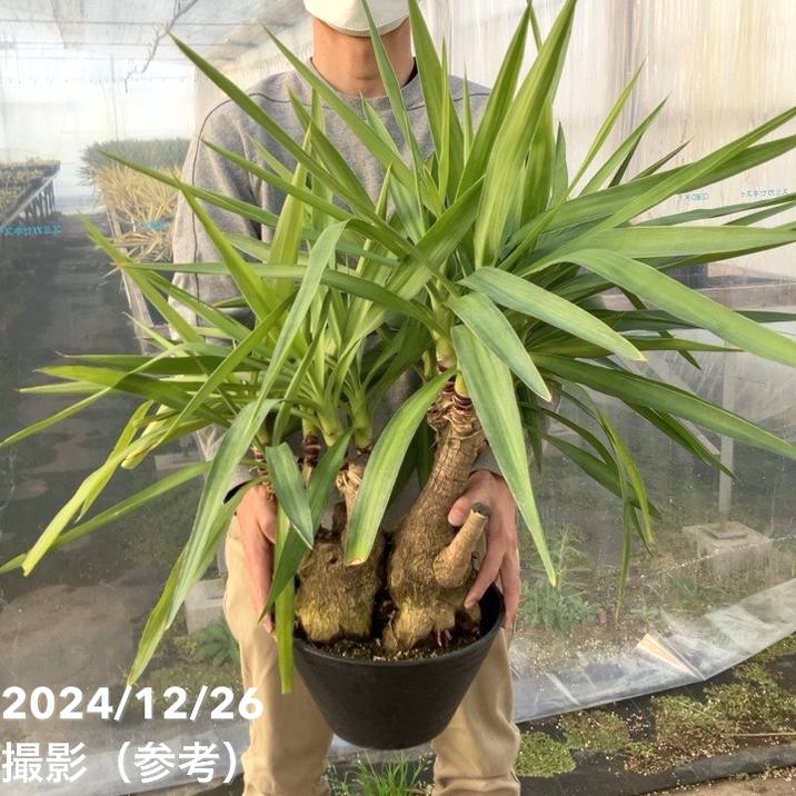限定3鉢】ユッカ 9号 エレファンティペス（Yucca elephantipes