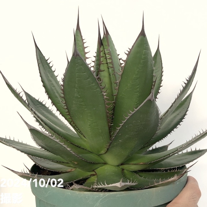 現品お届け】アガベ 7号 ホリダ horrida スリット鉢（A59）｜観葉01-D1