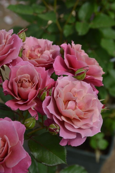 バラ大苗 葵の上 7号 ロサ・オリエンティスプログレッシオ｜花木04-PA