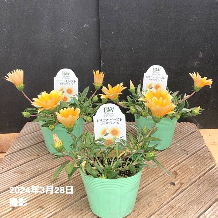 PW ガザニア ビースト カナリアスマイル 3.5号×3株セット PVP｜草花04