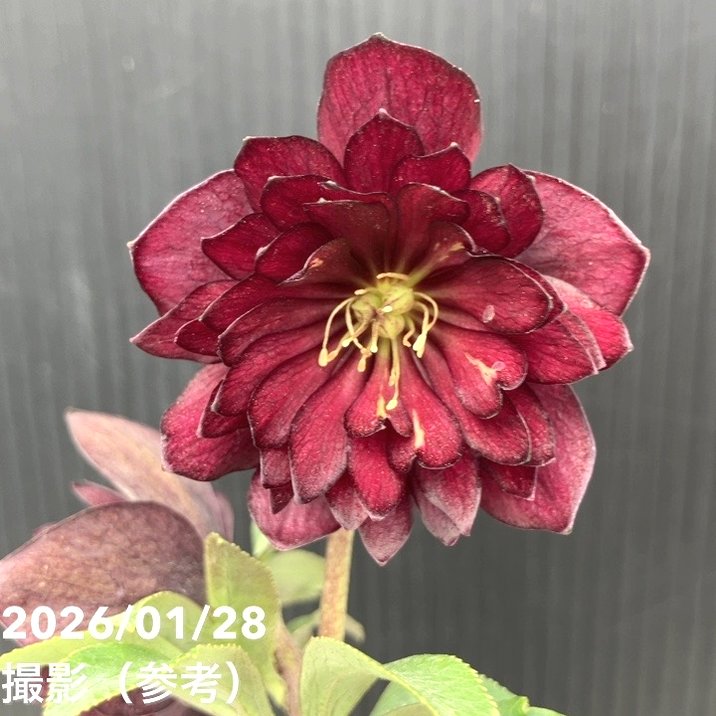 お買い得一点物咲き進み株】加藤農園 クリスマスローズ グロッシー