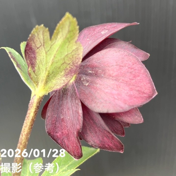 お買い得一点物咲き進み株】加藤農園 クリスマスローズ グロッシー