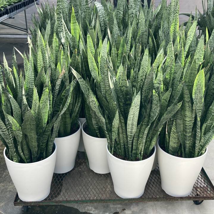 サンスベリア 10号 ゼラニカ プラスチック鉢仕様｜s200｜観葉02-D2