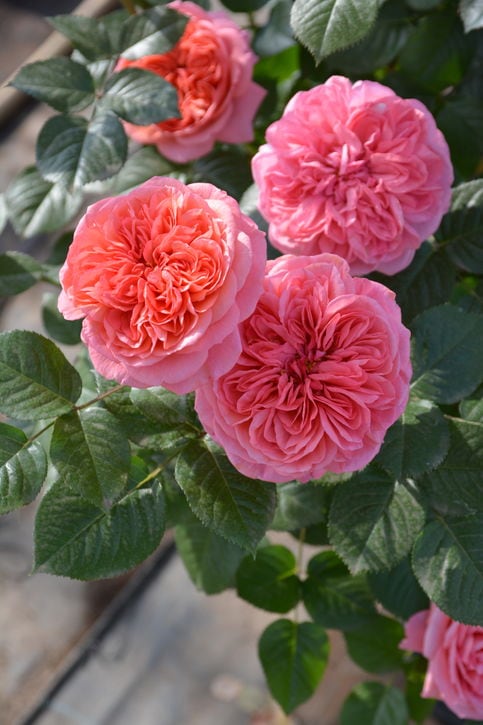 バラ大苗 ライフ 7号 ロサ・オリエンティスプログレッシオ｜花木04-PA