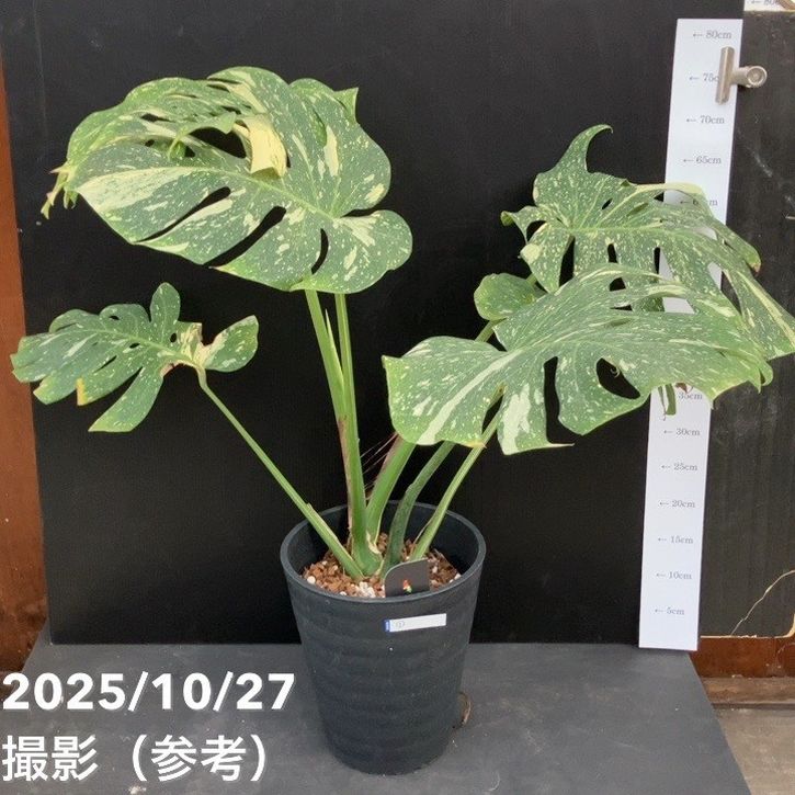 お買い得！現品お届け】モンステラ タイコンステレーション Monstera