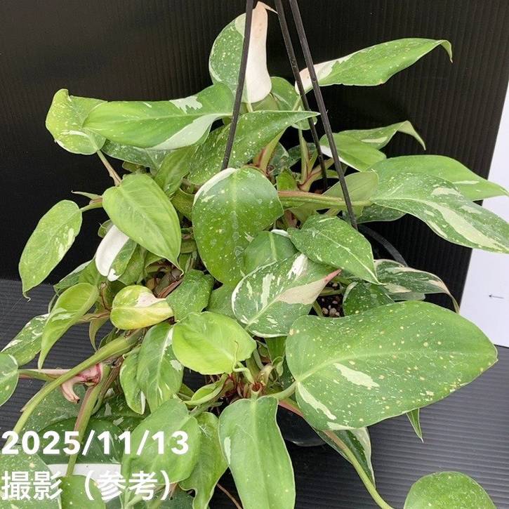 フィロデンドロン ホワイトプリンセス 5号吊り鉢仕様 ｜観葉10-TU
