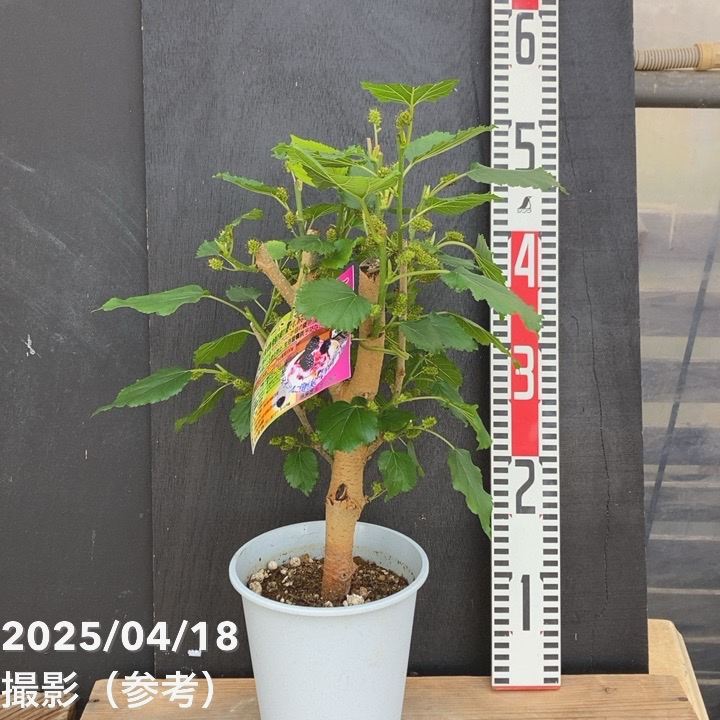 実付き＞スイートマルベリー 5号｜果樹04-PA | 果樹,ラズベリー