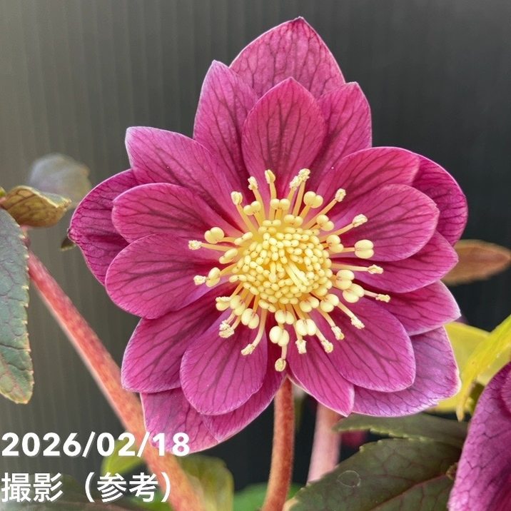 一点物】広瀬園芸 クリスマスローズ 4号（HR39）｜山野04-PA | 草花