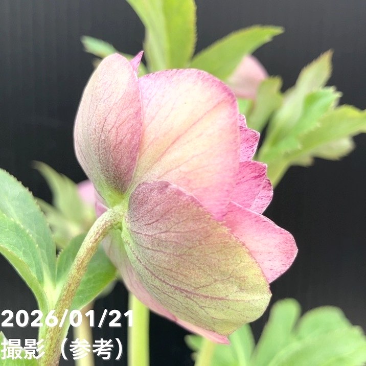 一点物】加藤農園 クリスマスローズ Little Collection 4.5号（KT20