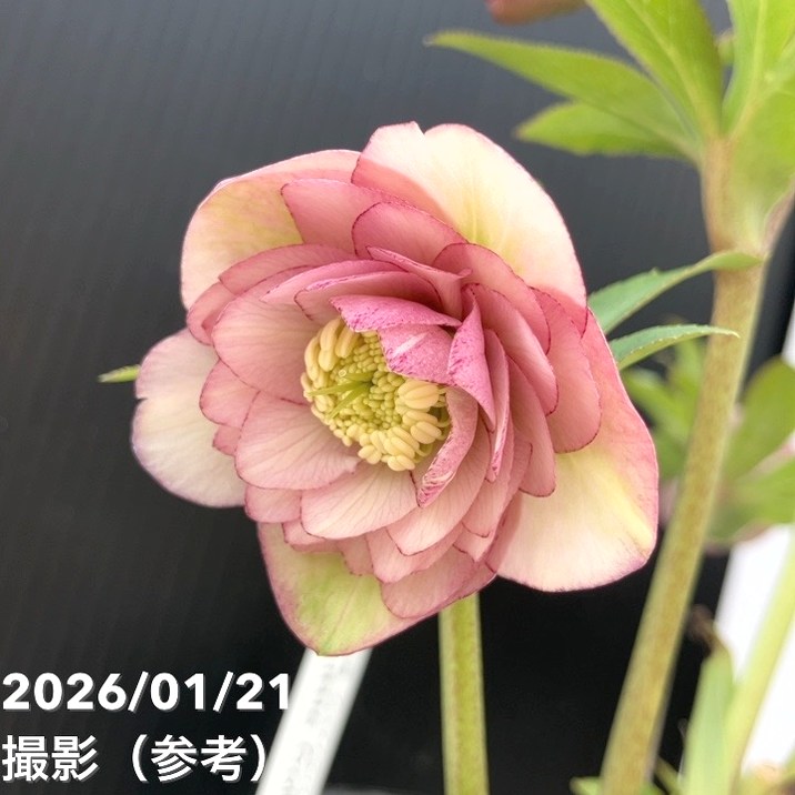 一点物】加藤農園 クリスマスローズ Little Collection 4.5号（KT20