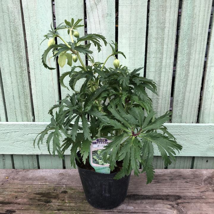 クリスマスローズ ボッコネイ 4号ポット｜山野04-PA | 草花,クリスマス