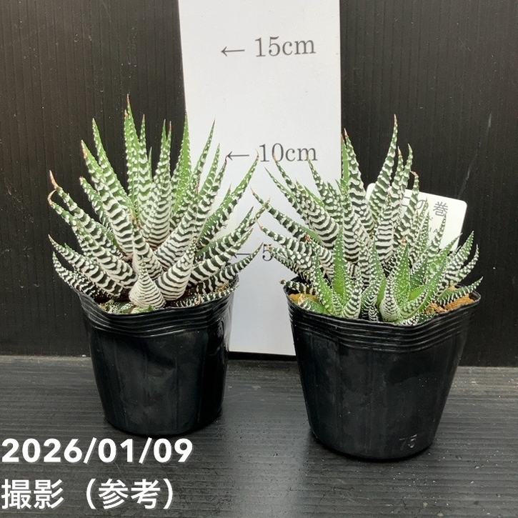 ハオルチア 十二の巻（ジュウニノマキ）ワイドバンド 2.5号 2鉢セット