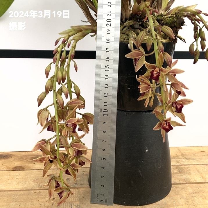 まもなく開花～開花中 花芽5個以上＞ミスマフェット 4号｜ミツバチ蘭