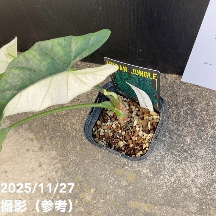 現品お届け】アロカシア シンポ アルボ Alocasia simpo albo variegata