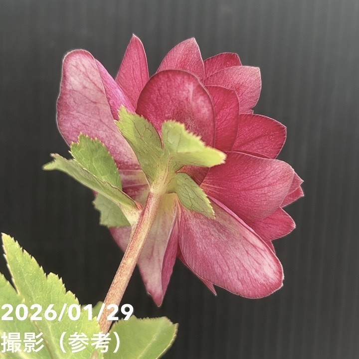 お買い得一点物咲き進み株】加藤農園 クリスマスローズ グロッシー