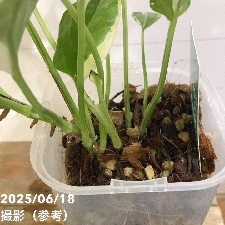 ポトス エンジョイ 3.5号ロング透明スリット鉢 PVP｜観葉04-PA | 観葉