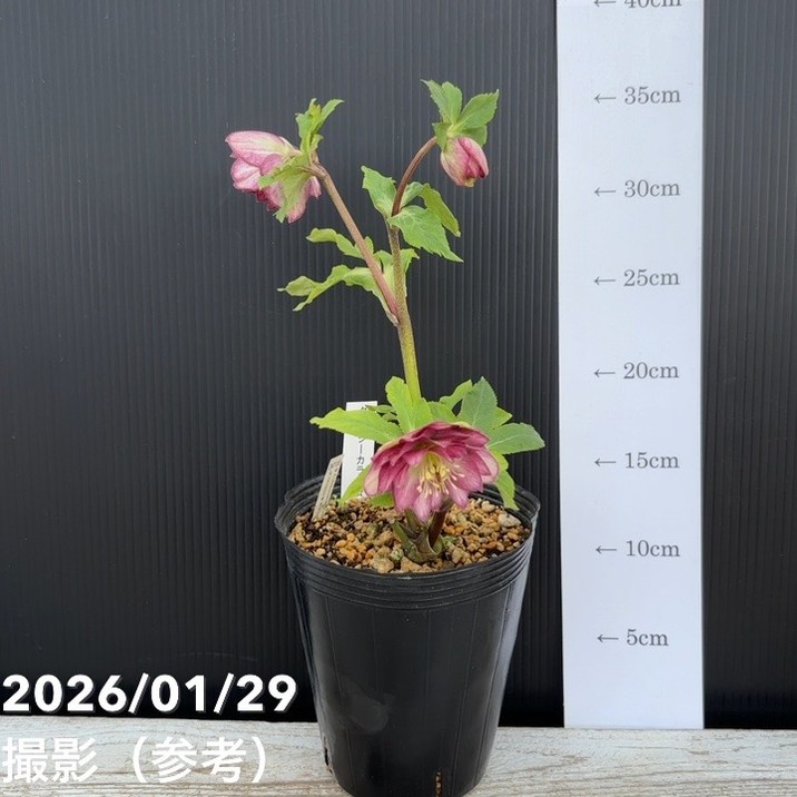 お買い得一点物咲き進み株】加藤農園 クリスマスローズ グロッシー