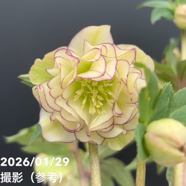 一点物】加藤農園 フレグランスクリスマスローズ アフロディーテ 4.5号