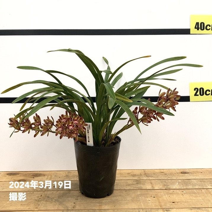 限定2鉢】＜開花中 花芽3個＞キンリョウヘン 4号（原種 赤花系