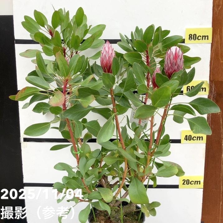 現品お届け】キングプロテア リトルプリンス（5花付き）7号苗 PVP