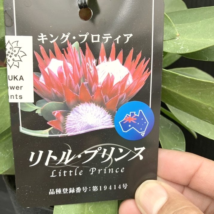 現品お届け】キングプロテア リトルプリンス（5花付き）7号苗 PVP