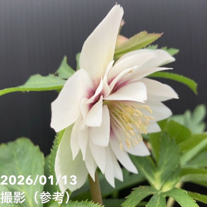 一点物】堀切園 クリスマスローズ ウィンターシンフォニー 静（シズカ