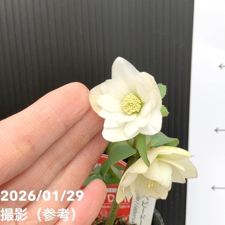 一点物】横山園芸 クリスマスローズ ベビードール（プチドール） 4.5号